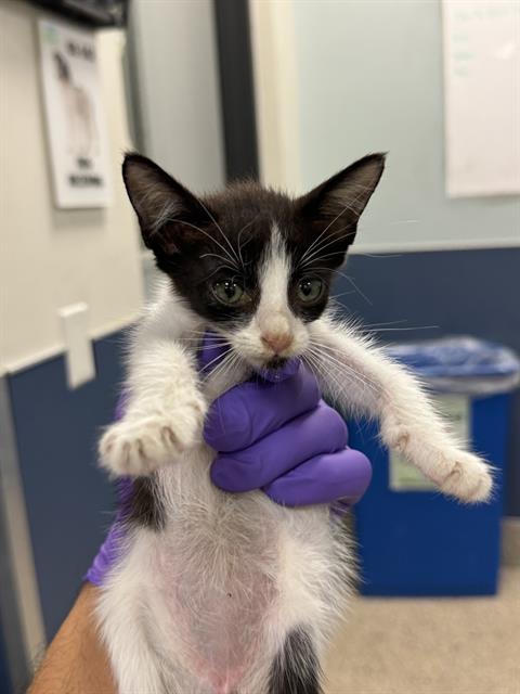 adoptable Cat in Miami, FL named CAROLINI