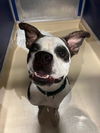 adoptable Dog in Miami, FL named HAPPY