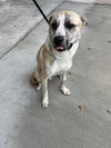 adoptable Dog in  named GASTON