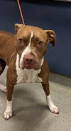 adoptable Dog in Miami, FL named RUBY