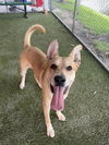 adoptable Dog in Miami, FL named DEXTER