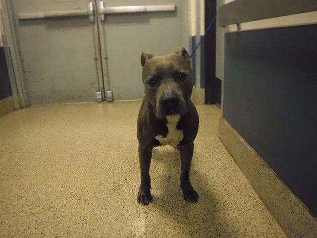 adoptable Dog in Miami, FL named SHARK