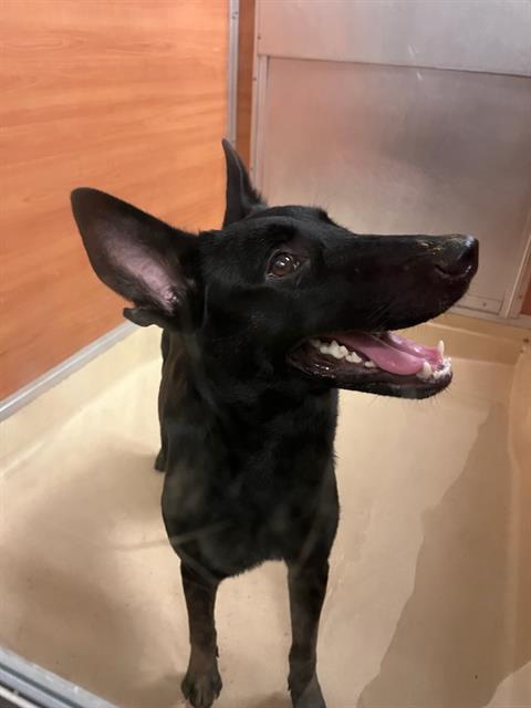 adoptable Dog in Miami, FL named SOFIA