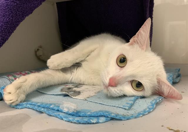 adoptable Cat in Miami, FL named LILA