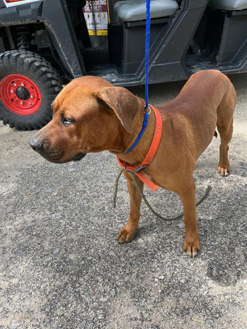 adoptable Dog in Miami, FL named PINTO