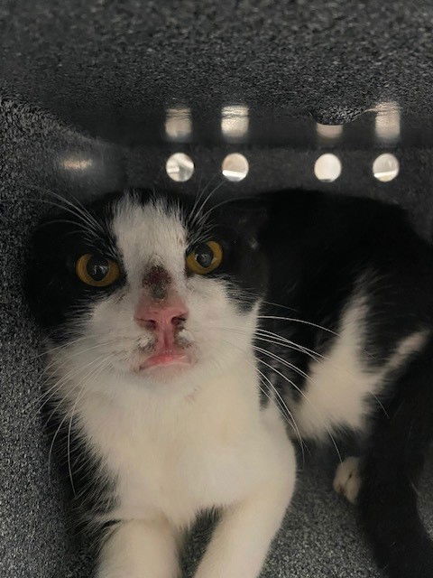 adoptable Cat in Miami, FL named A2621117