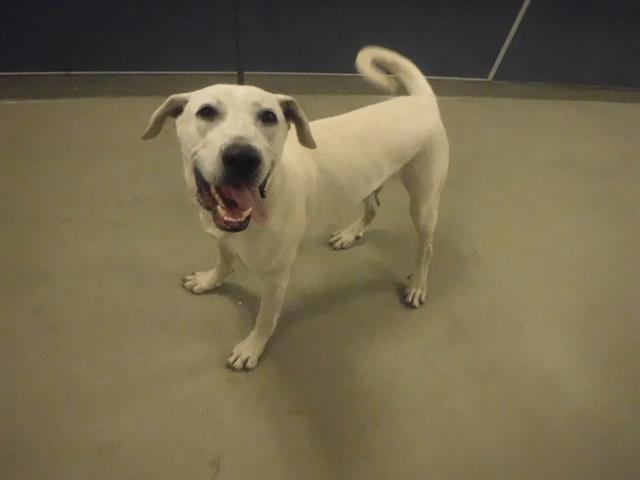 adoptable Dog in Miami, FL named CAMERON