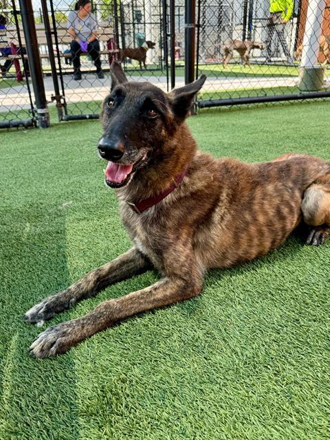 adoptable Dog in Miami, FL named SLIM JIM