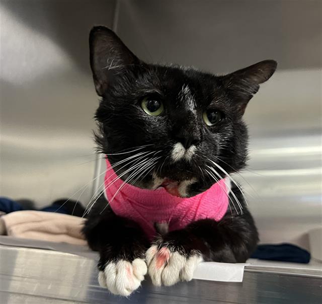 adoptable Cat in Miami, FL named FLANNEL