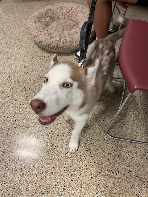 adoptable Dog in Miami, FL named NALA