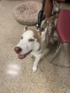 adoptable Dog in Miami, FL named NALA