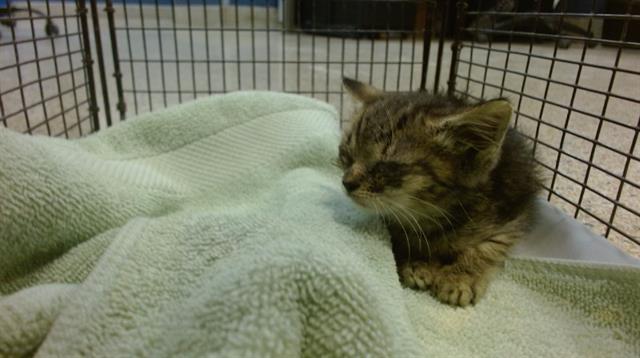 adoptable Cat in Miami, FL named PAWLA