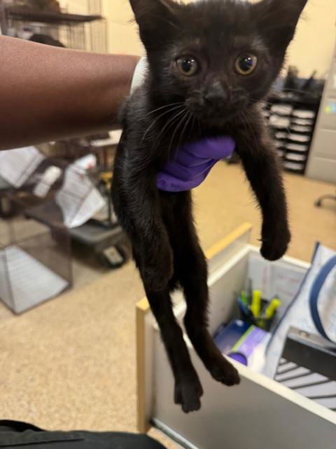 adoptable Cat in Miami, FL named BUTTERNUT