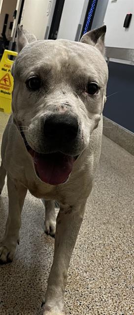 adoptable Dog in Miami, FL named KING