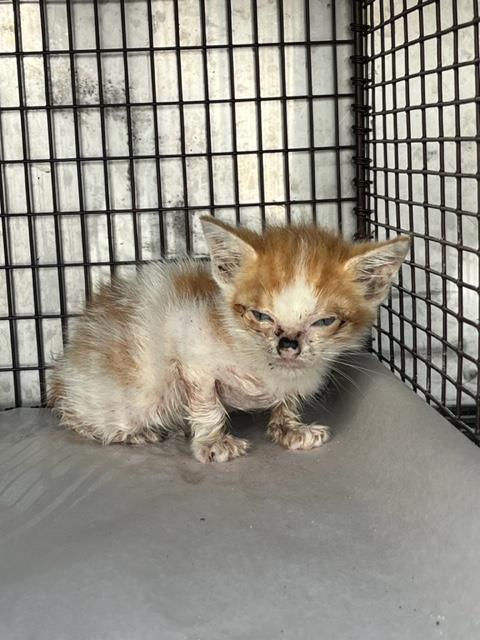 adoptable Cat in Miami, FL named FOX