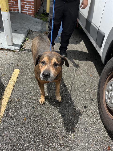 adoptable Dog in Miami, FL named JACKIE