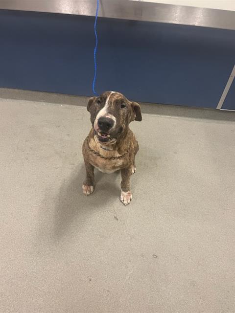 adoptable Dog in Miami, FL named APOLLO