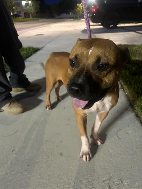 adoptable Dog in Miami, FL named JERRY