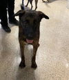 adoptable Dog in Miami, FL named TIGRE