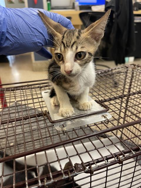 adoptable Cat in Miami, FL named MAXWELL