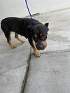 adoptable Dog in Miami, FL named MARIA JOSE