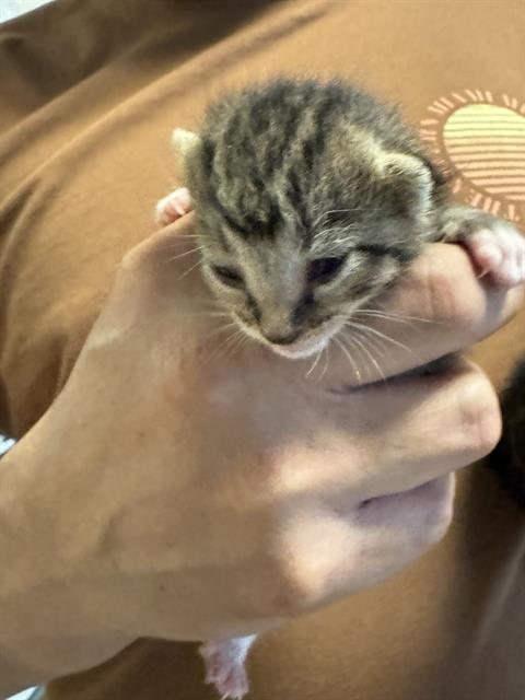 adoptable Cat in Miami, FL named OCEAN