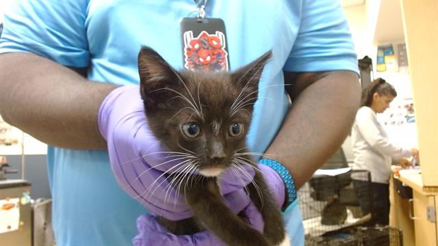 adoptable Cat in Miami, FL named PRINCE