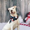 adoptable Dog in  named MADDIE