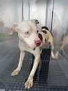 adoptable Dog in Miami, FL named NATURE BOY