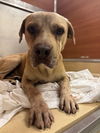 adoptable Dog in Miami, FL named TITO