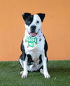 adoptable Dog in  named COCO