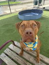 adoptable Dog in  named ROOST