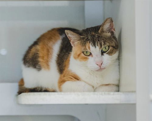 picture of the cat needing adoption
