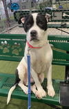 adoptable Dog in  named ALEJANDRO