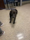 adoptable Dog in  named RIVERS