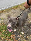 adoptable Dog in Miami, FL named MILLY