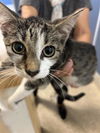 adoptable Cat in Miami, FL named MAMA