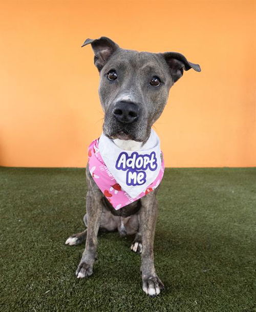 picture of the dog needing adoption