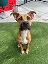 adoptable Dog in Miami, FL named ASTRO