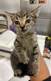 adoptable Cat in Miami, FL named MUSHI