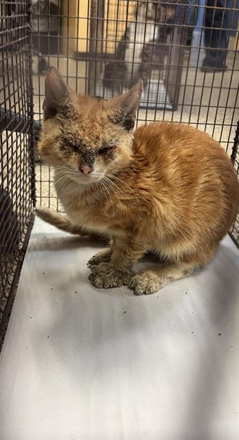 picture of the cat needing adoption