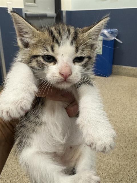 picture of the cat needing adoption