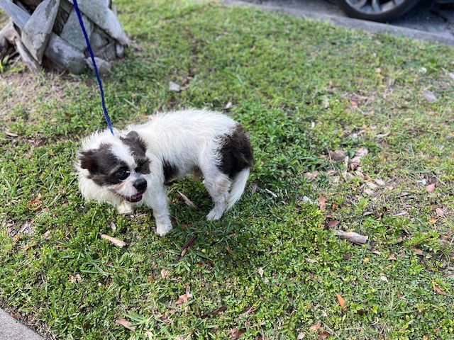 adoptable Dog in Miami, FL named BUDDY