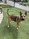 adoptable Dog in , FL named KENDALL