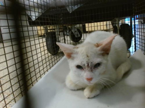 picture of the cat needing adoption