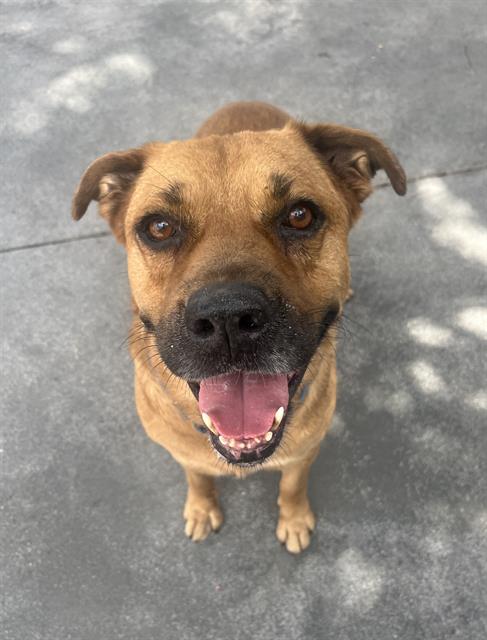 adoptable Dog in Miami, FL named RAMON