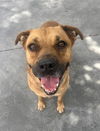 adoptable Dog in miami, FL named RAMON