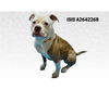 adoptable Dog in  named IRIS