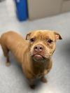 adoptable Dog in  named OLIVIA