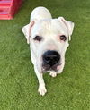 adoptable Dog in , FL named BLANCO
